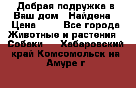 Добрая подружка,в Ваш дом!!!Найдена › Цена ­ 10 - Все города Животные и растения » Собаки   . Хабаровский край,Комсомольск-на-Амуре г.